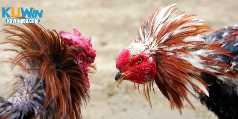 Những chiến kê tung ra cú đòn mãnh liệt, tạo nên những trận đấu đầy kịch tính