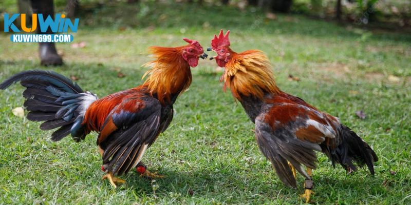 Kinh nghiệm chơi đá gà trực tiếp C5 